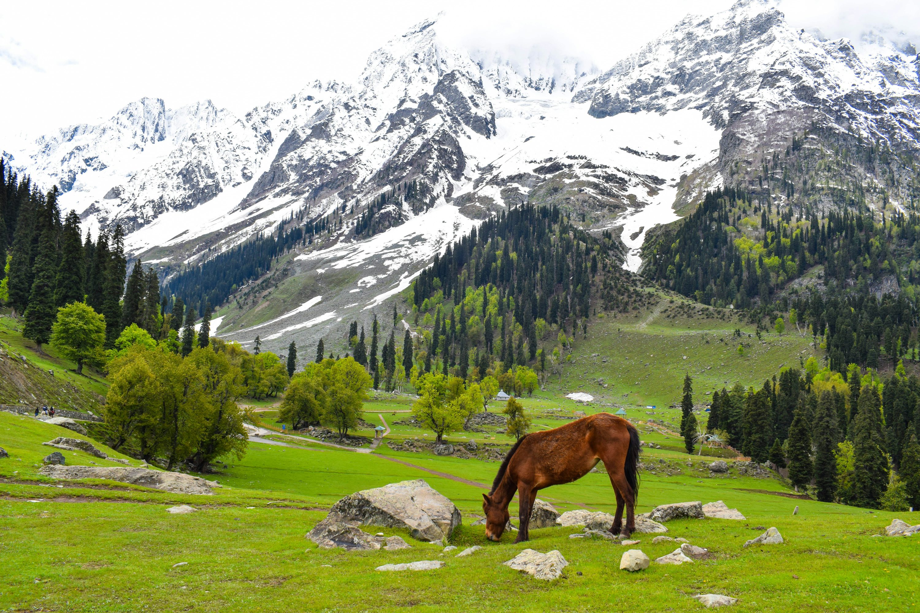 Srinagar Gulmarg Sonamarg 3n 4d Holiday Package